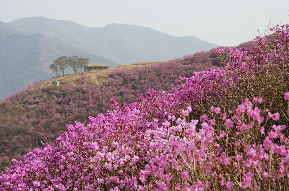 flowers blooming on the mountains